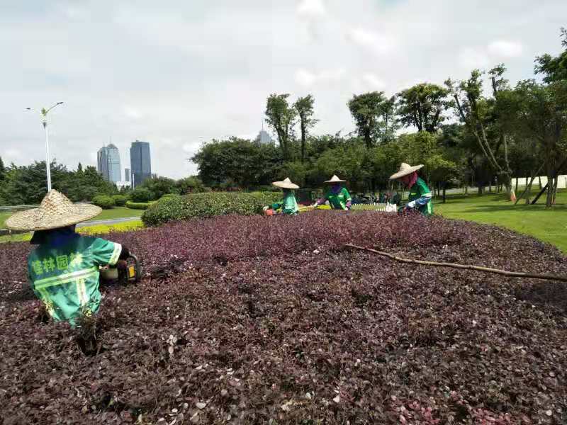 花卉养护