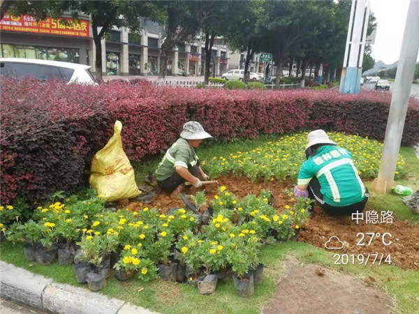 花卉养护