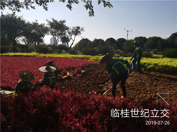 花卉养护