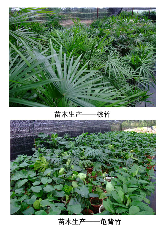 荫生植物